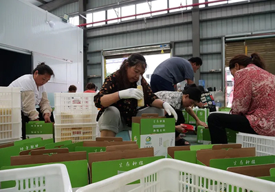 松桃 鲜食玉米加工厂赶制东莞订单，助力农民增收致富